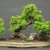 Cây cảnh bonsai đẹp - 237