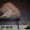 Cây cảnh bonsai đẹp - 238