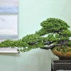 Cây cảnh bonsai đẹp - 239