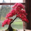Cây cảnh bonsai đẹp - 240