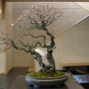 Cây cảnh bonsai đẹp - 241