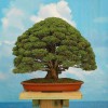 Cây cảnh bonsai đẹp - 243