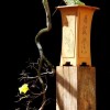 Cây cảnh bonsai đẹp - 244