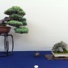 Cây cảnh bonsai đẹp - 247