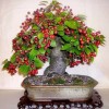 Cây cảnh bonsai đẹp - 248