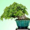Cây cảnh bonsai đẹp - 25