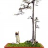Cây cảnh bonsai đẹp - 250