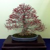 Cây cảnh bonsai đẹp - 253