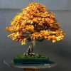 Cây cảnh bonsai đẹp - 255
