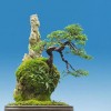 Cây cảnh bonsai đẹp - 258
