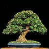Cây cảnh bonsai đẹp - 259