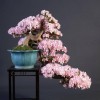Cây cảnh bonsai đẹp - 260