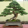 Cây cảnh bonsai đẹp - 261