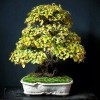 Cây cảnh bonsai đẹp - 262