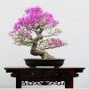 Cây cảnh bonsai đẹp - 266