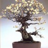 Cây cảnh bonsai đẹp - 267