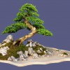 Cây cảnh bonsai đẹp - 269