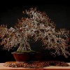 Cây cảnh bonsai đẹp - 27