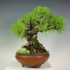 Cây cảnh bonsai đẹp - 270