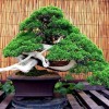 Cây cảnh bonsai đẹp - 271