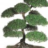 Cây cảnh bonsai đẹp - 273