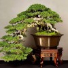 Cây cảnh bonsai đẹp - 275