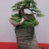 Cây cảnh bonsai đẹp - 277
