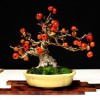 Cây cảnh bonsai đẹp - 279