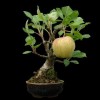 Cây cảnh bonsai đẹp - 282