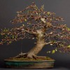 Cây cảnh bonsai đẹp - 283