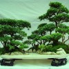 Cây cảnh bonsai đẹp - 284