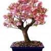 Cây cảnh bonsai đẹp - 288