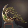 Cây cảnh bonsai đẹp - 289