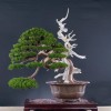 Cây cảnh bonsai đẹp - 29