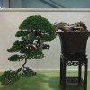 Cây cảnh bonsai đẹp - 290