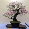 Cây cảnh bonsai đẹp - 291