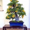 Cây cảnh bonsai đẹp - 293