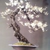 Cây cảnh bonsai đẹp - 299