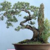 Cây cảnh bonsai đẹp - 3