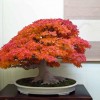 Cây cảnh bonsai đẹp - 30