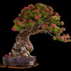 Cây cảnh bonsai đẹp - 301