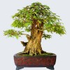 Cây cảnh bonsai đẹp - 302