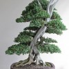 Cây cảnh bonsai đẹp - 303