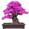 Cây cảnh bonsai đẹp - 305
