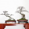 Cây cảnh bonsai đẹp - 306