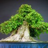 Cây cảnh bonsai đẹp - 309