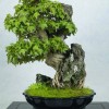 Cây cảnh bonsai đẹp - 31