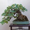 Cây cảnh bonsai đẹp - 310