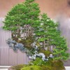 Cây cảnh bonsai đẹp - 312