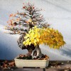 Cây cảnh bonsai đẹp - 315